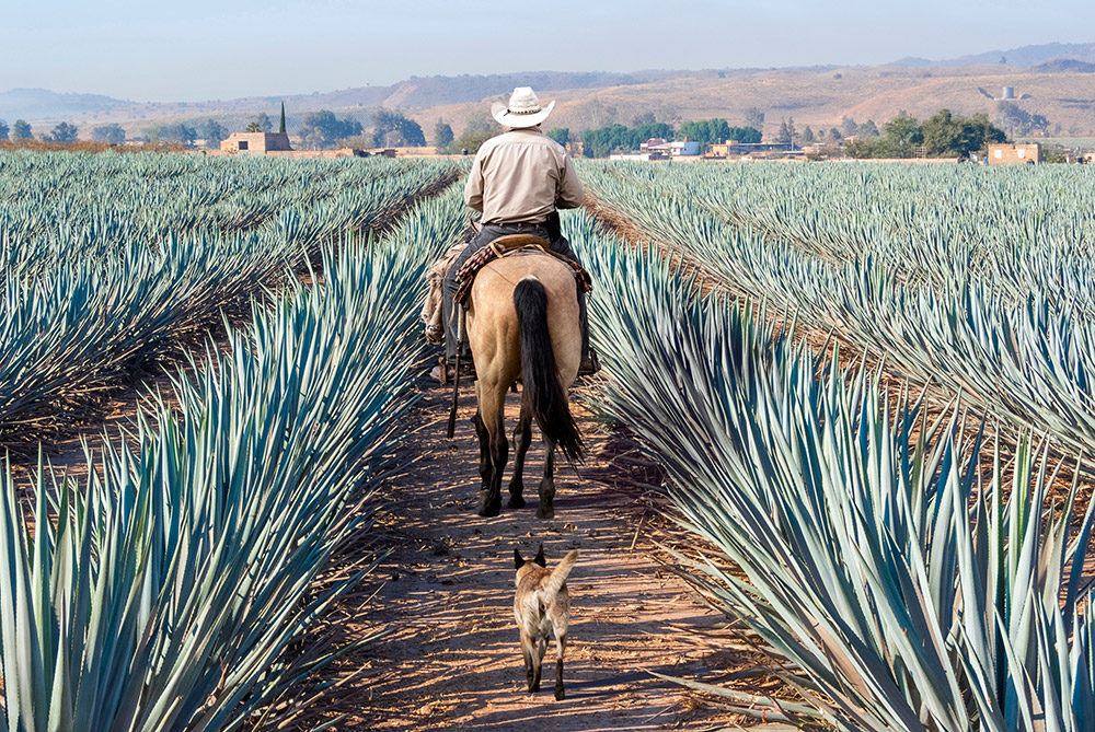 agave