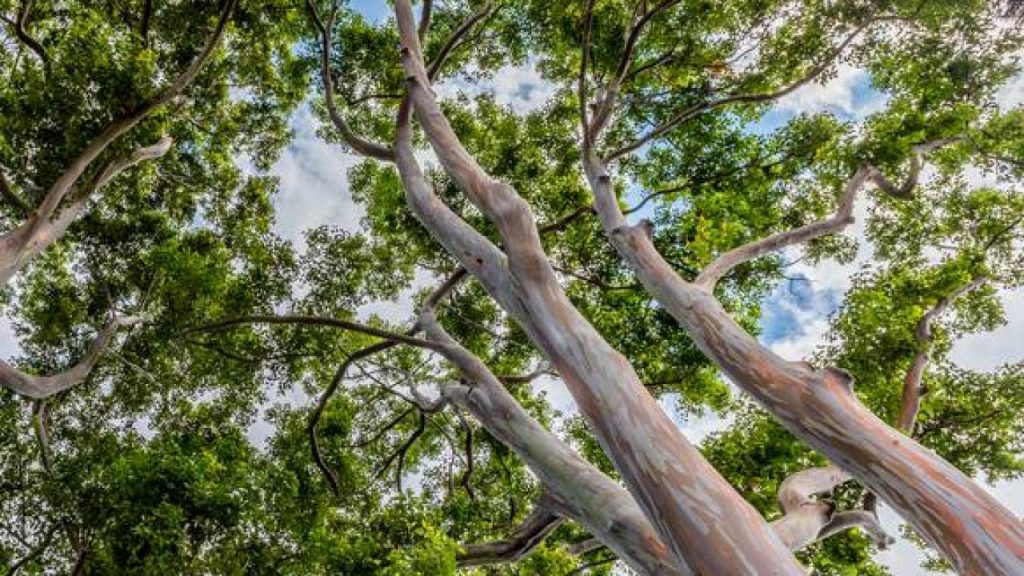 eucalyptus