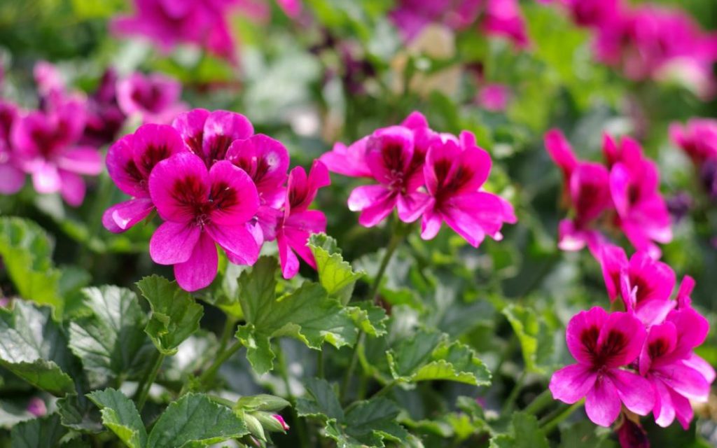 geranium