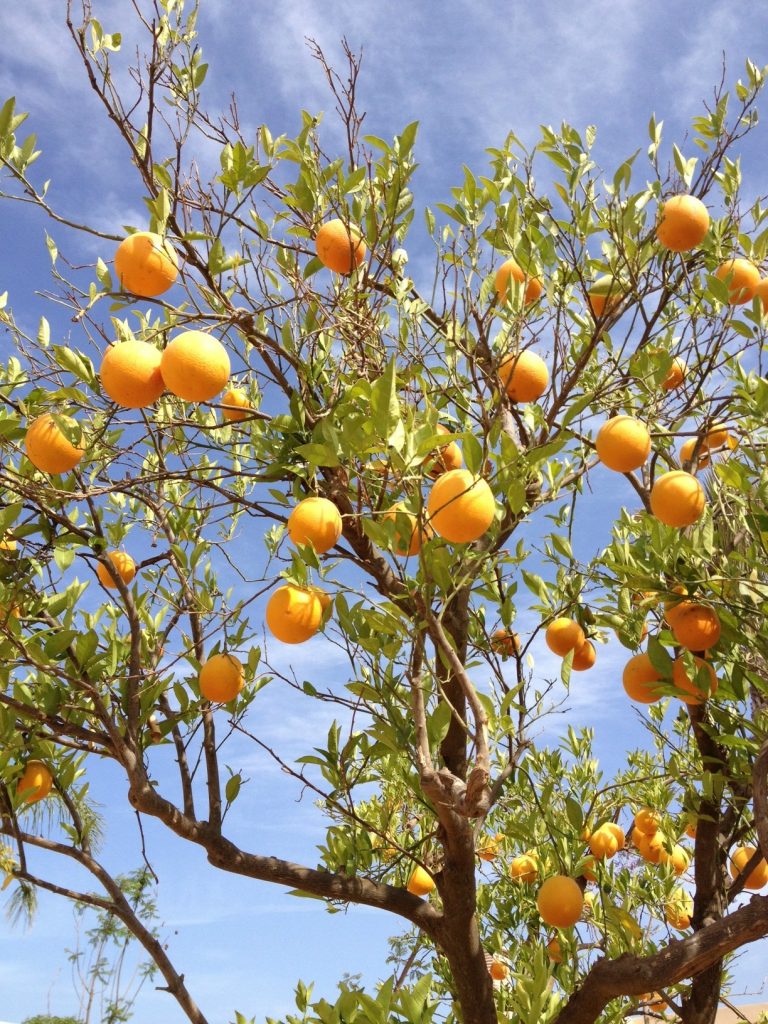 orangers maroc